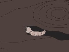 上海除虫：家里还有多少木头吃？