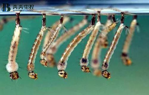 你家蚊子都是这么来的？【奔奔虫控】