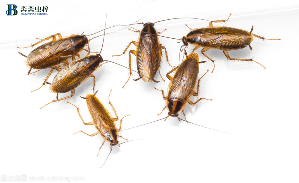 你看到的&ldquo;德国小蠊&rdquo;，也可能是它的亲戚