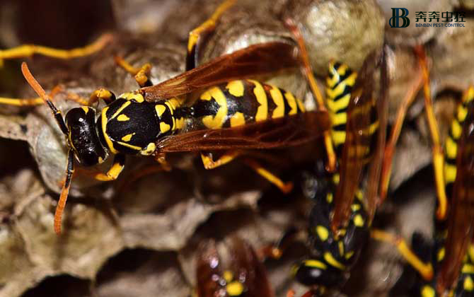 马蜂夏季频繁出没，切勿擅捅！【奔奔虫控】