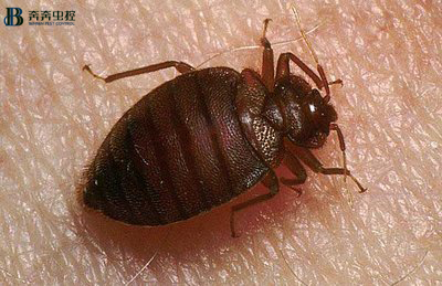 臭虫那些事，你知道吗？