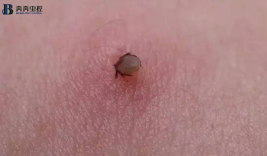 解读蜱虫预防与处理，值得收藏！
