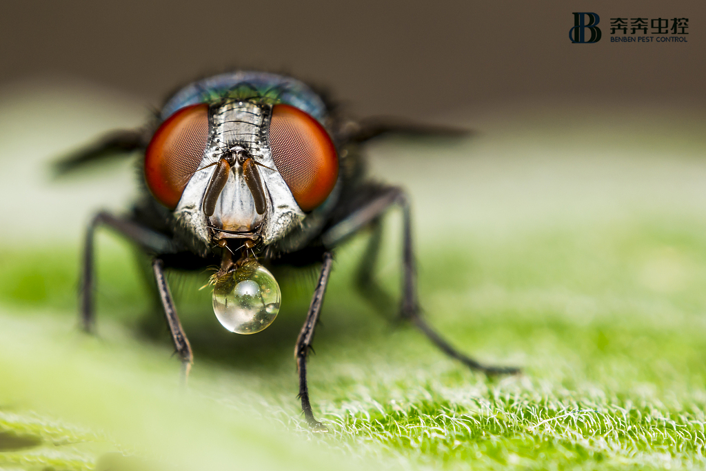 天文数字！你知道苍蝇的一生会有多少个&ldquo;孩子
