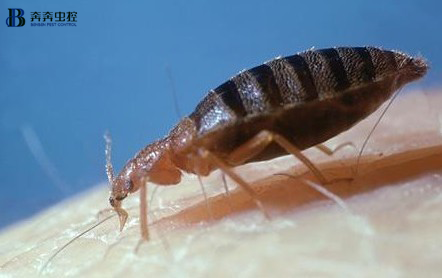 有这6个迹象说明家中已经有臭虫了！