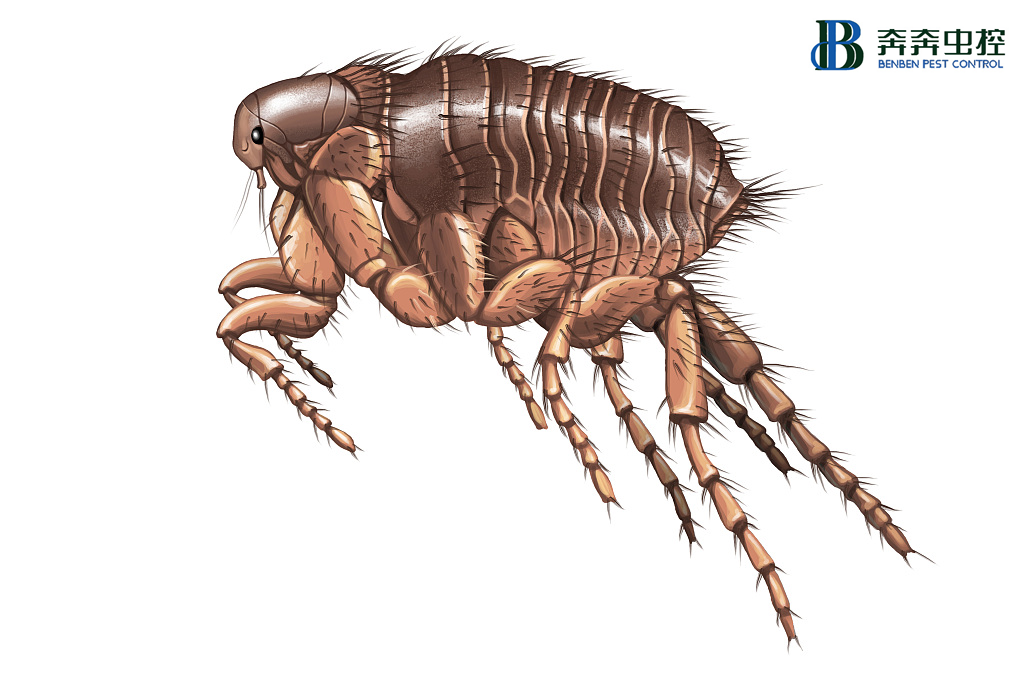 家里有跳蚤咋办，总结整理n种除灭跳蚤的小妙招