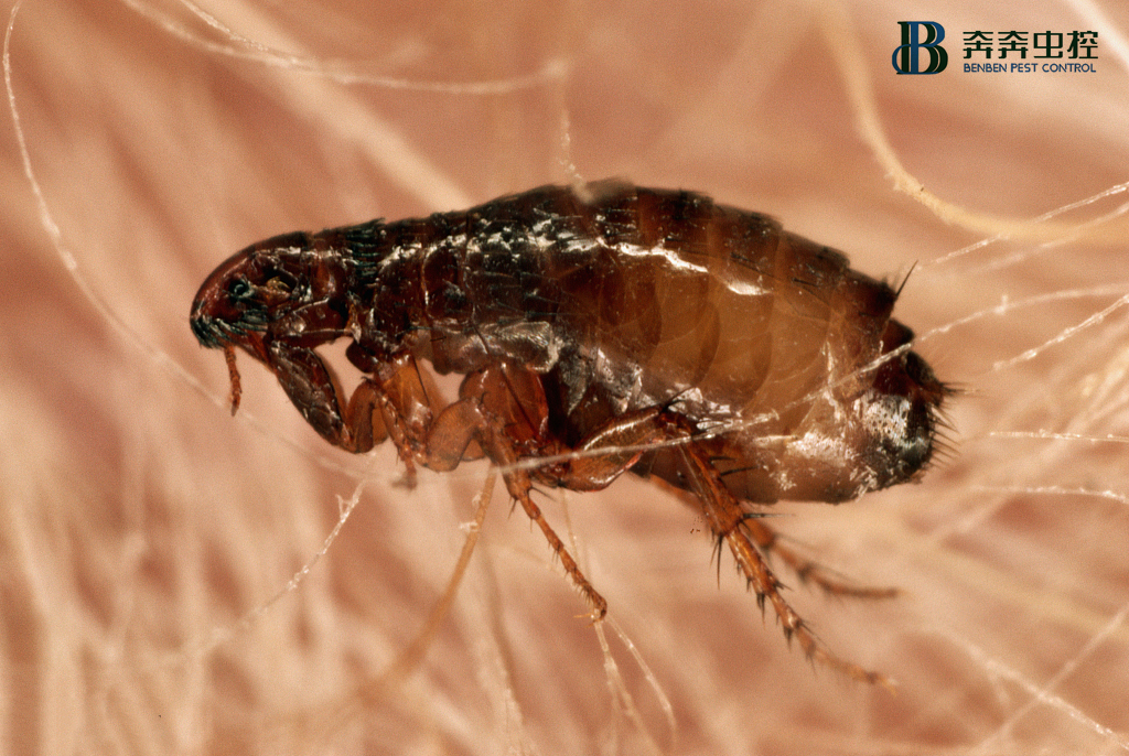 涨姿势，跳蚤不吸血竟然也可以活一年！