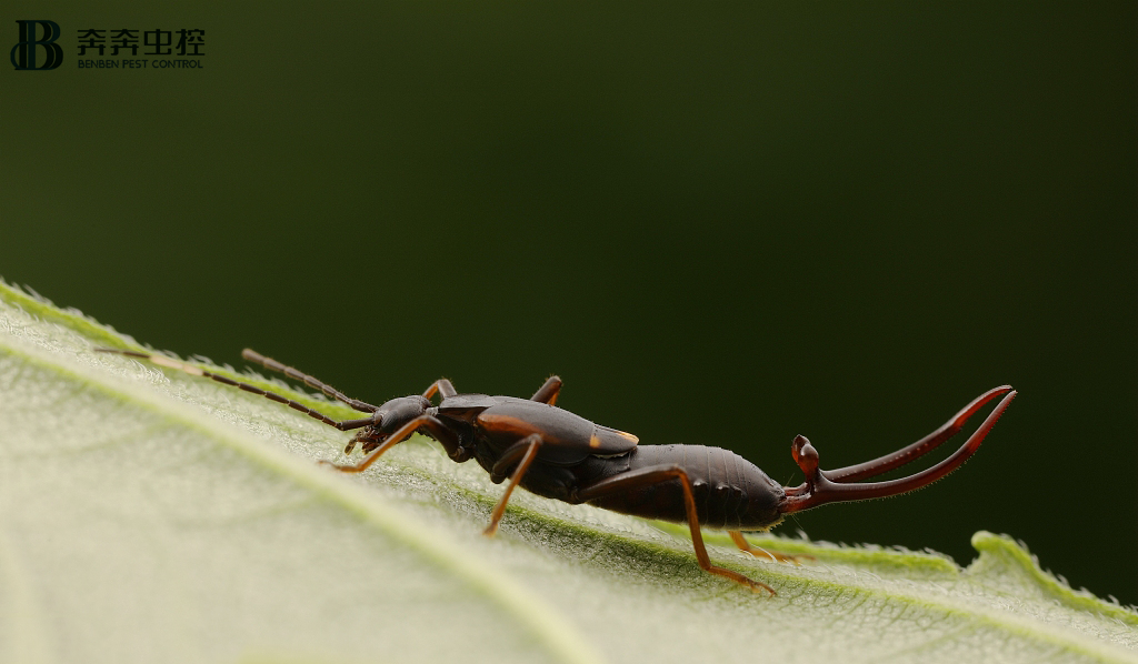 蠼螋是什么生物？它真的会钻进耳朵里吗？