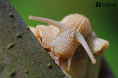 鼻涕虫有毒吗？蛞蝓对人有没有危害？