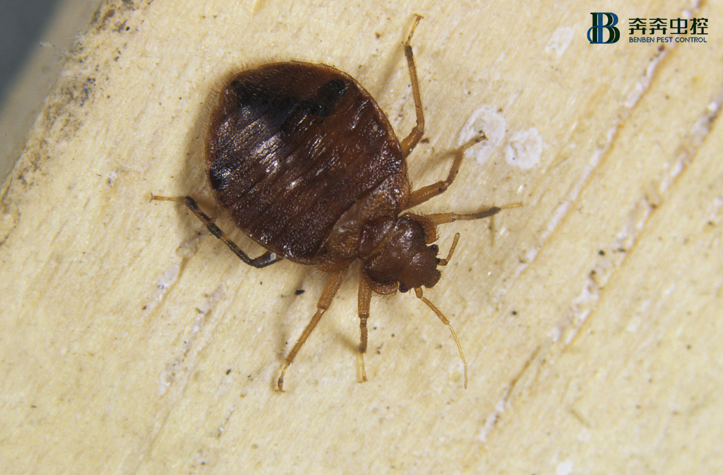 杀灭臭虫公司告诉你酒店臭虫从何而来？