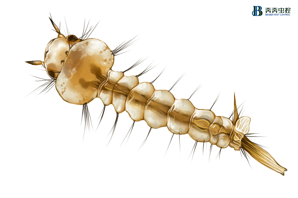 【消杀公司】孑孓是什么？怎么消灭孑孓？