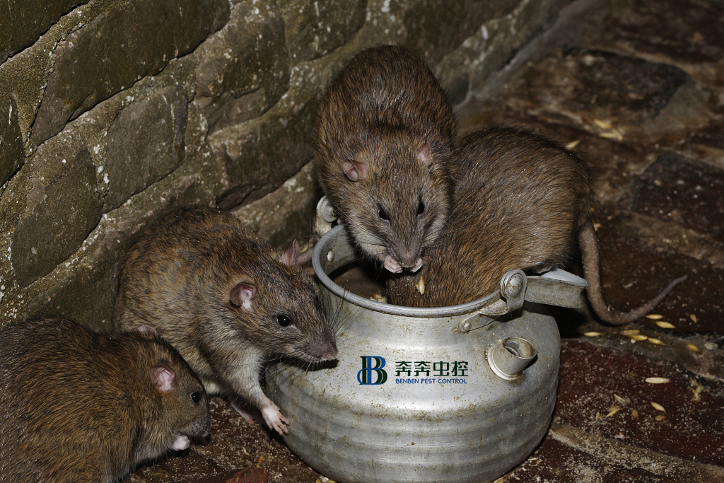 上海灭鼠公司,5个！人人都能学会的灭鼠方法