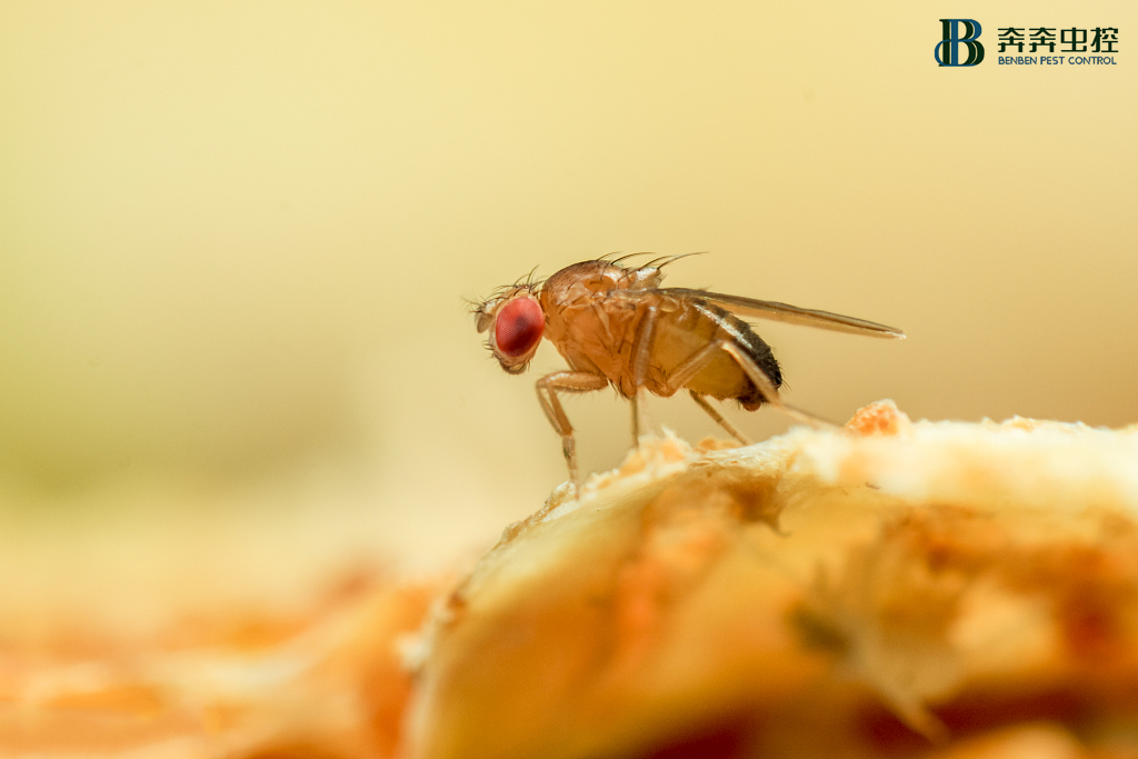果蝇有害吗，怎么有效清除果蝇？
