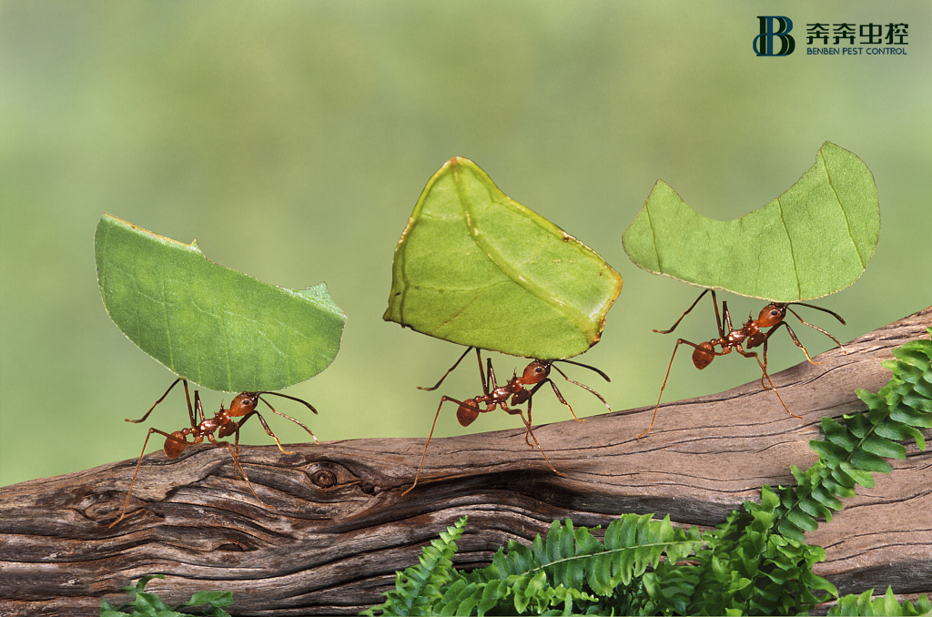 关于蚂蚁，除了城市杀手法老蚁，还有哪些趣事