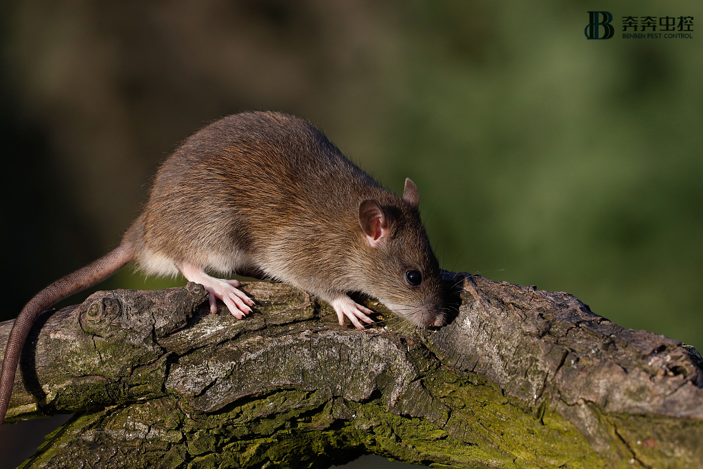 【灭老鼠公司】这才是彻底灭鼠的正确姿势！