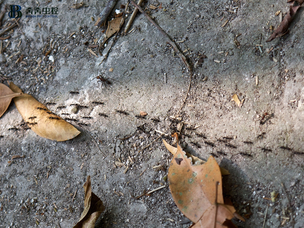 灭蚂蚁公司给大家科普一下，蚂蚁是如何过冬？