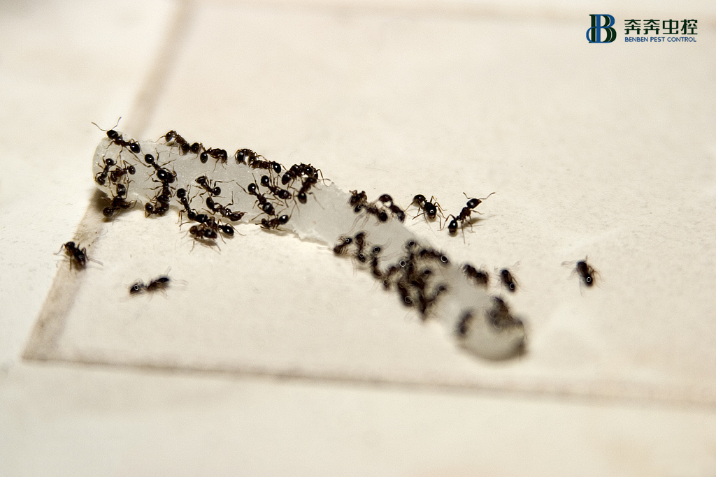 杀虫公司|家里有蚂蚁咋办，厨房灭蚁的小方法