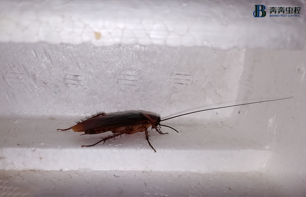 杀蟑螂公司|告诉你4个蟑螂肆虐横行的原因