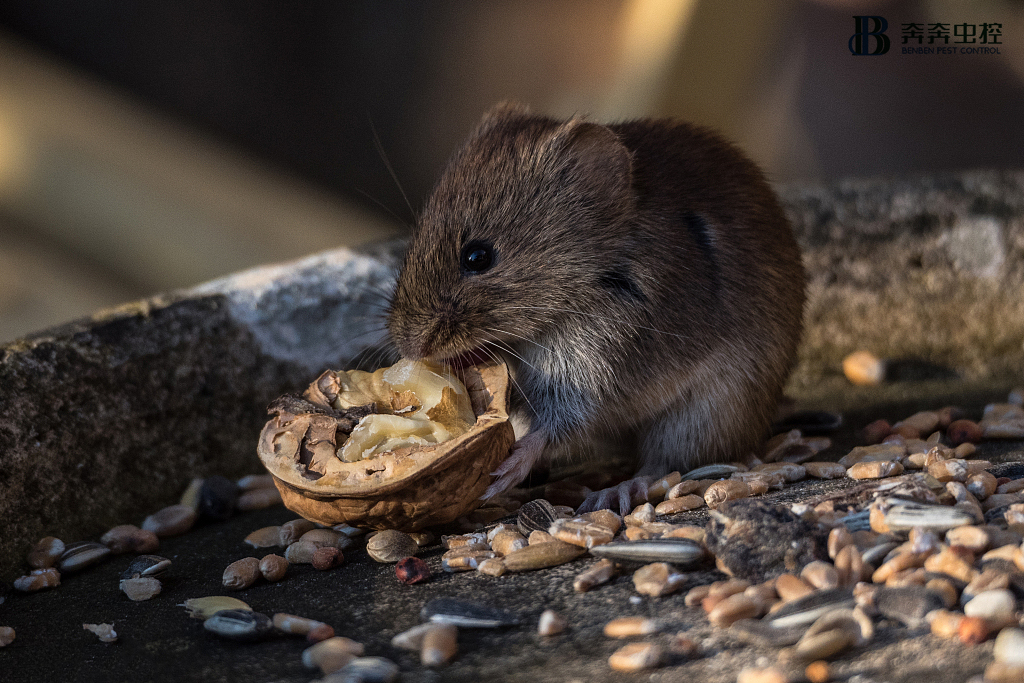 老鼠怕什么？灭鼠公司告诉你老鼠怕&ldquo;恐怖气味