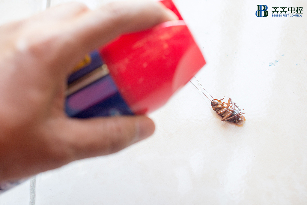 专业杀虫公司提醒您蟑螂等昆虫可致鼻子过敏！