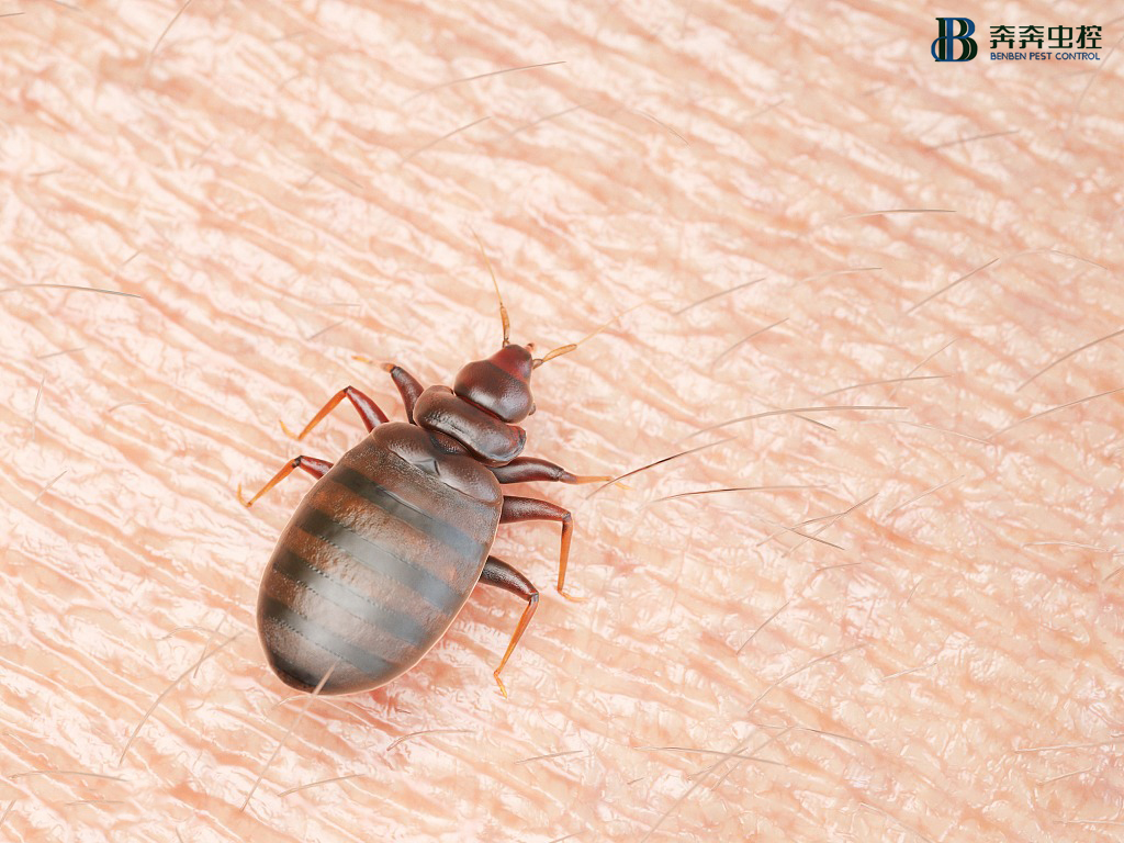 灭臭虫公司|7个方面带你详细了解臭虫！