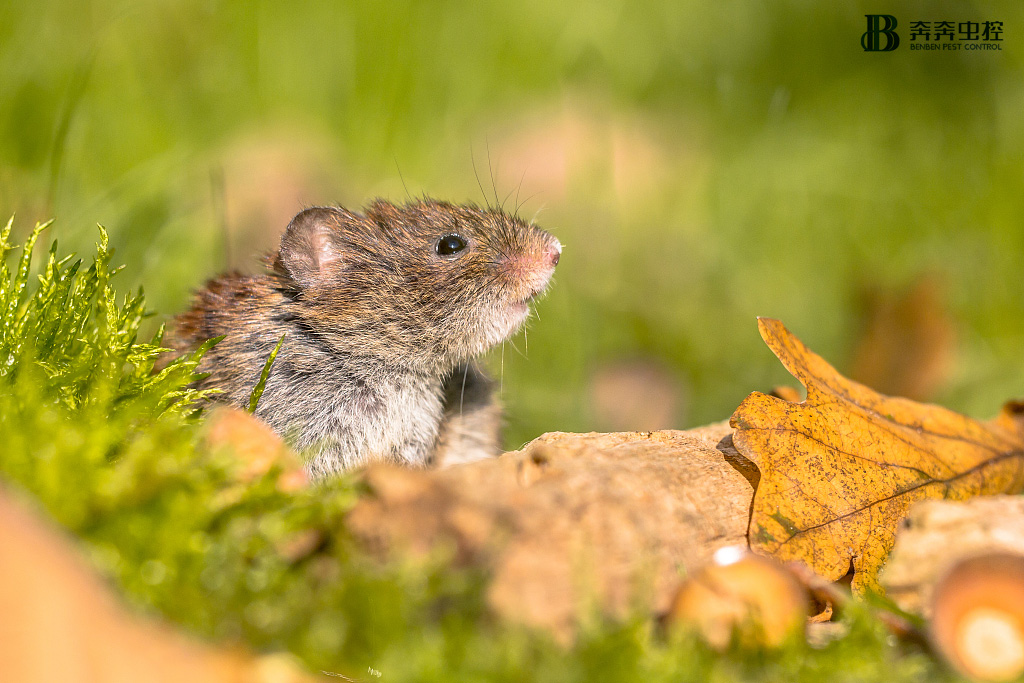 是可忍，鼠不可忍！商场有老鼠的危害