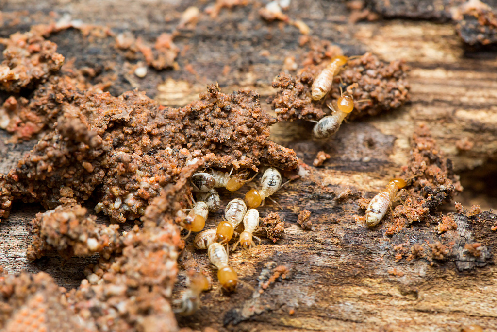 杰出的蛀腐大师