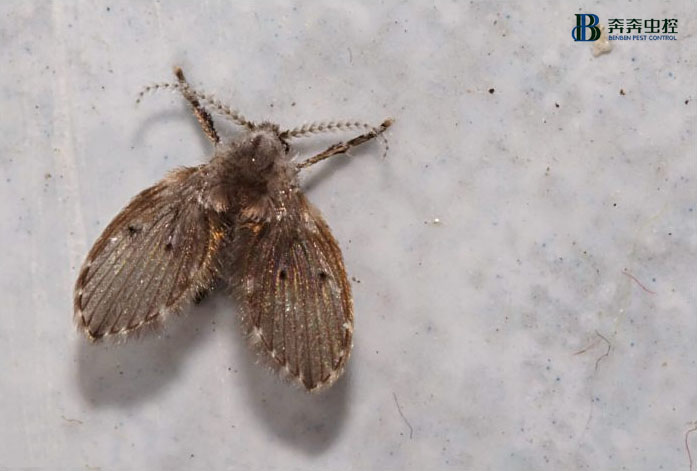 寒冷的冬天，是不是家庭防虫就可以松一口气了