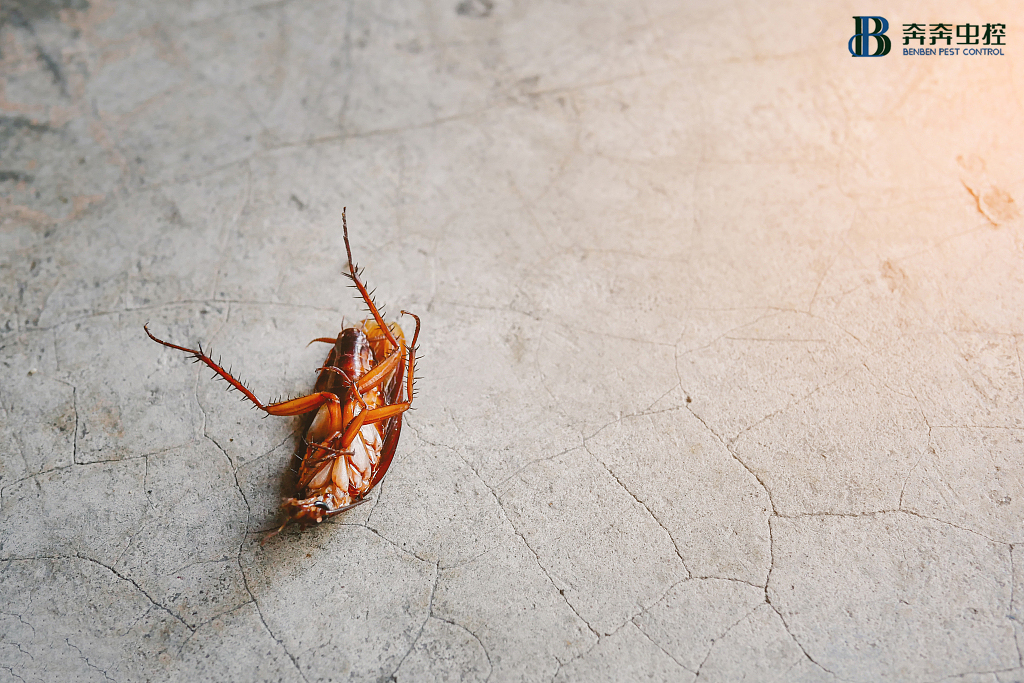 为什么蟑螂会出现在汽车工厂里？