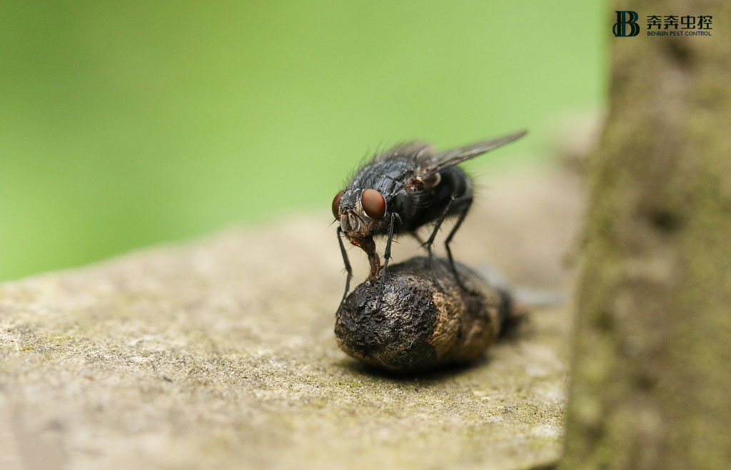 解析5类常见的威胁人类健康的昆虫！