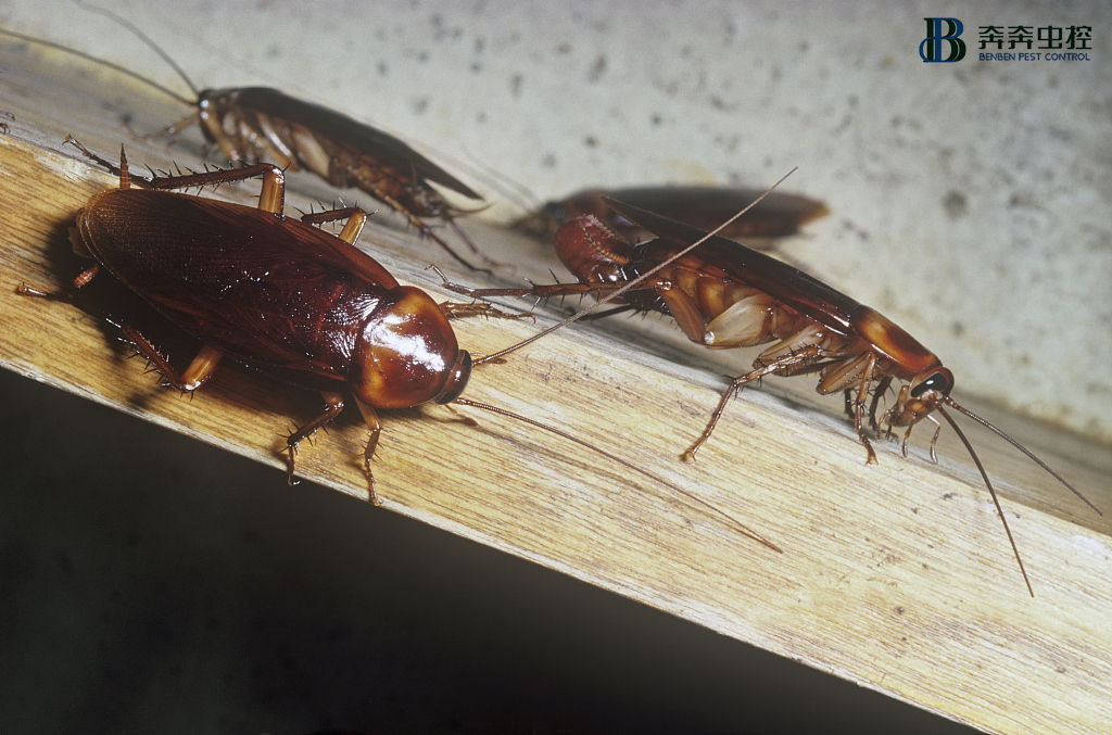 开饭店、超市必读！消灭蟑螂哪种方法最彻底？