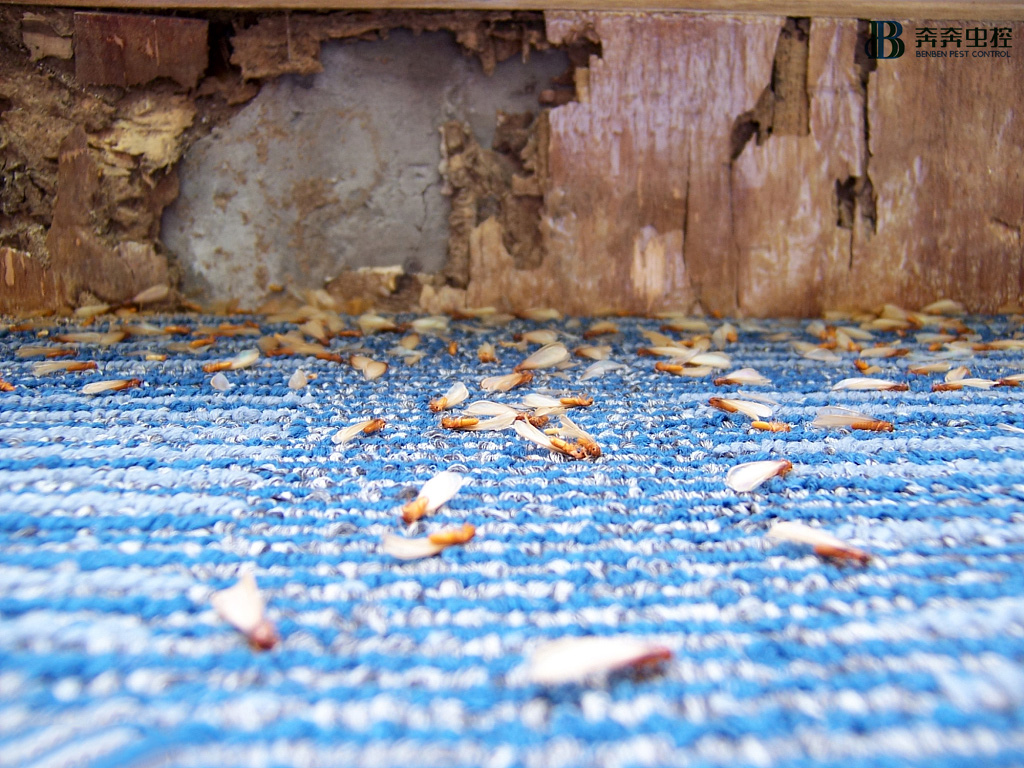 春暖花开，万物复苏，白蚁防治准备好了吗