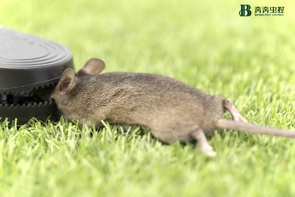 春季灭鼠知识早知道！