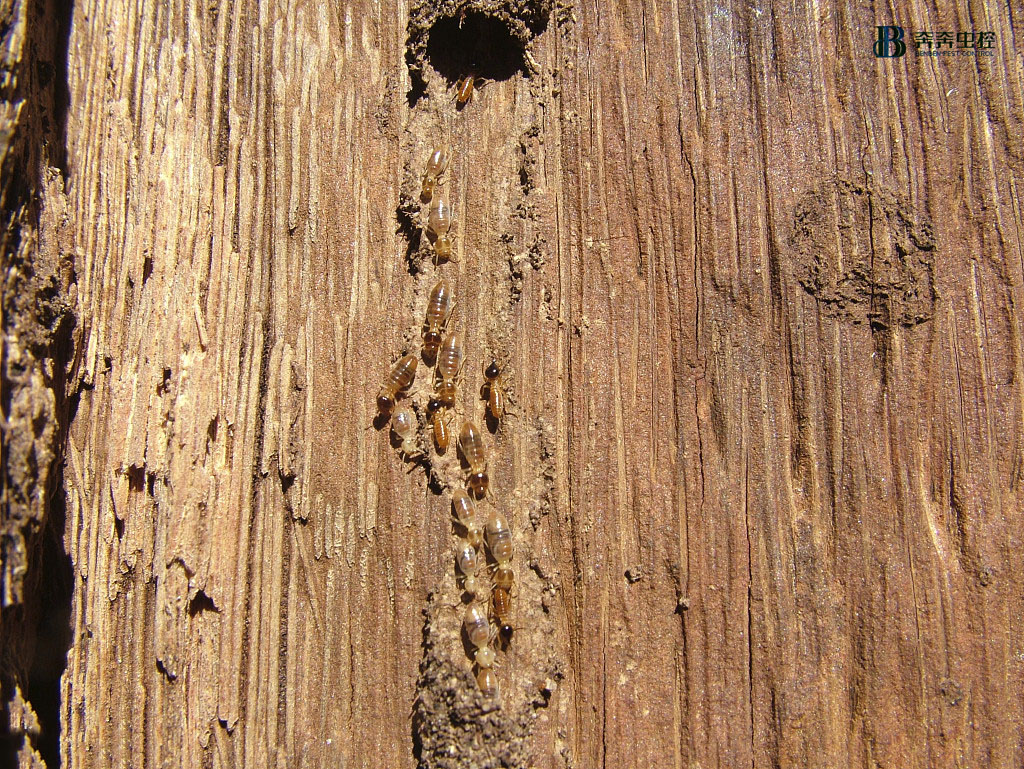 上海又进入白蚁繁殖高峰期