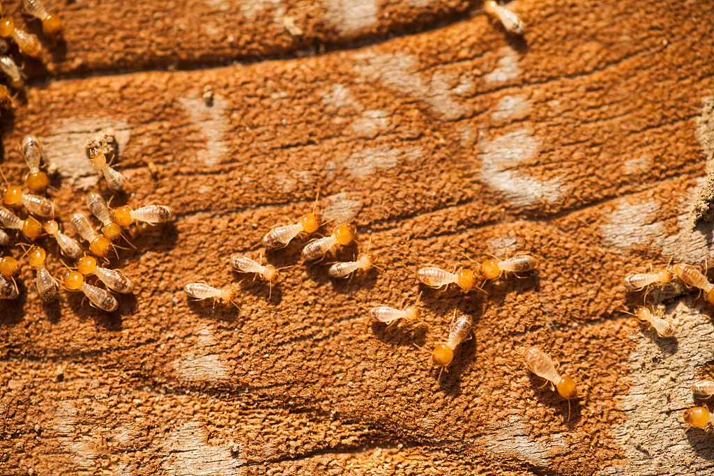 白蚁防治方法，教你白蚁如何正确防治