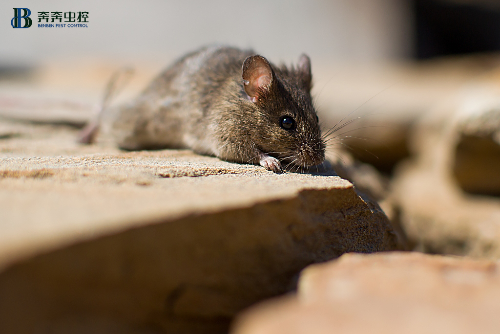 生活中怎样灭鼠&rarr;日常防范8步走！
