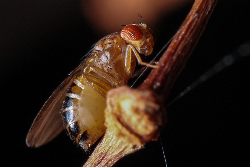 四害会传播哪些疾病，以及如何防治？