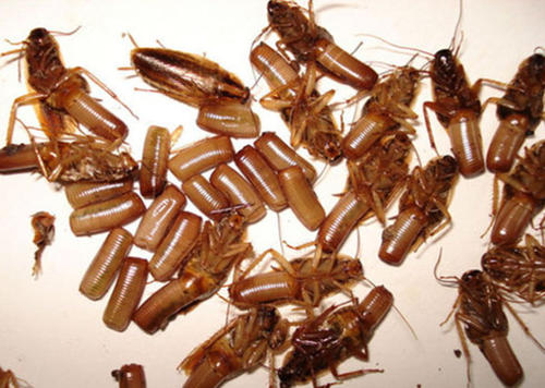 有灭蟑螂需求，只需要找奔奔虫控，一招搞定！