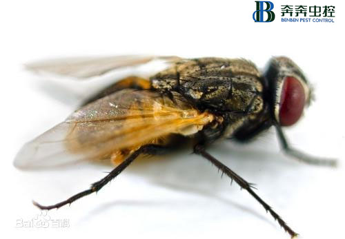 了解苍蝇的习性与危害！