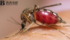 四害之一蚊子！每年致死人数超过72.5万人