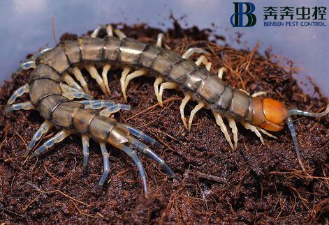 一分钟带你了解蜈蚣！