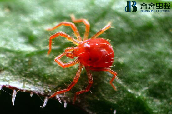 危害?。『熘┲? class=