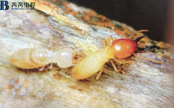 白蚁有哪些危害？如何彻底消灭白蚁？