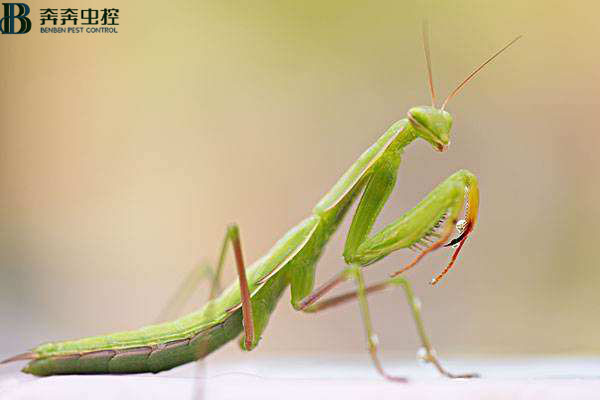 螳螂的危害！