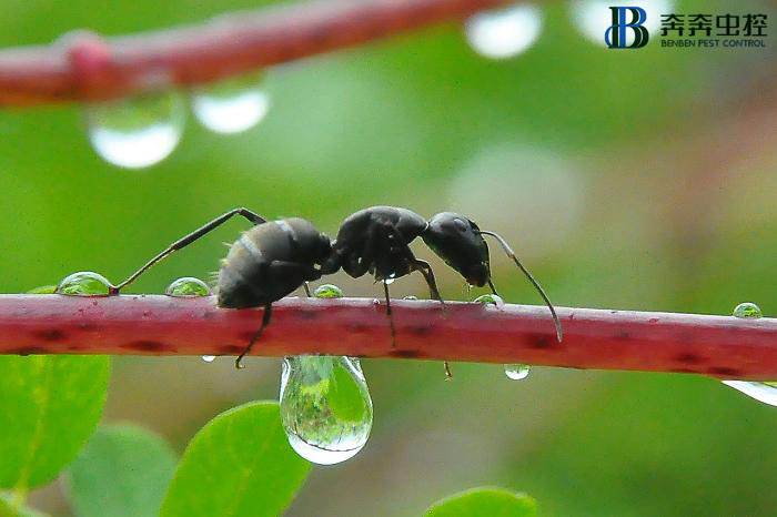 家里出现很多蚂蚁，是什么原因，怎么处理？