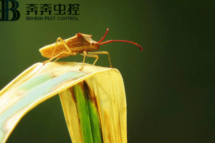 臭虫害人吗？如何消灭臭虫？