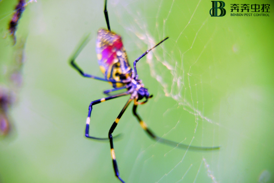 蜘蛛的益处与害处!