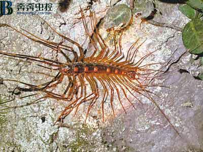 蚰蜒怎么样才能彻底消灭？