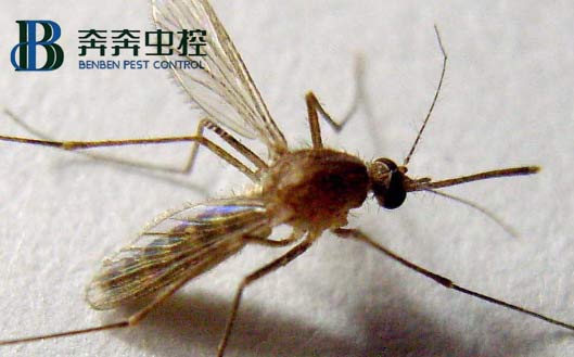 家中常见虫子有蟑螂、苍蝇、蚊子、米蛾、蜘蛛