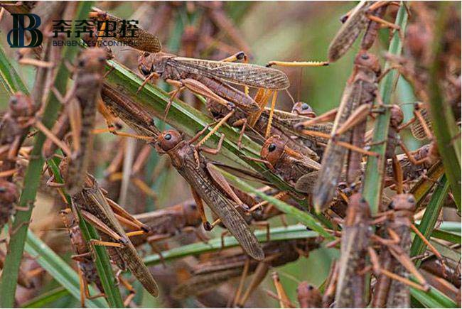 蝗虫的危害及防治！