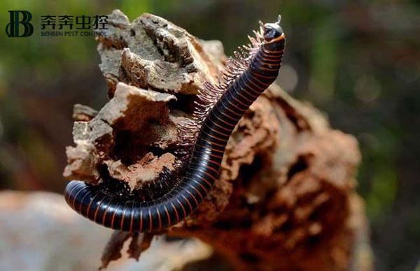 马陆虫怕水吗？怎么消灭干净？